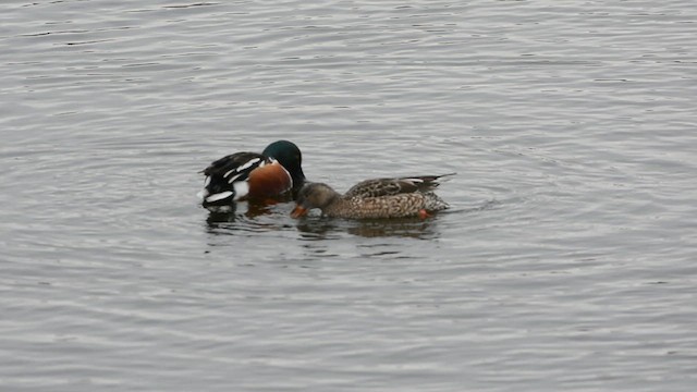 Canard souchet - ML613226404