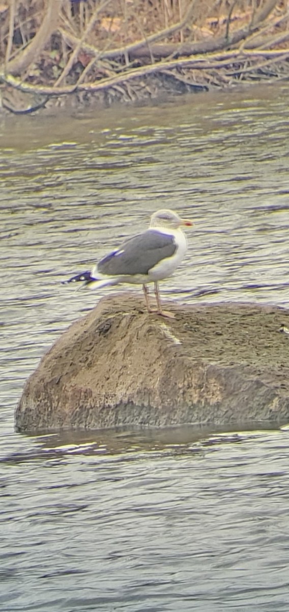 Lesser Black-backed Gull - ML613226439