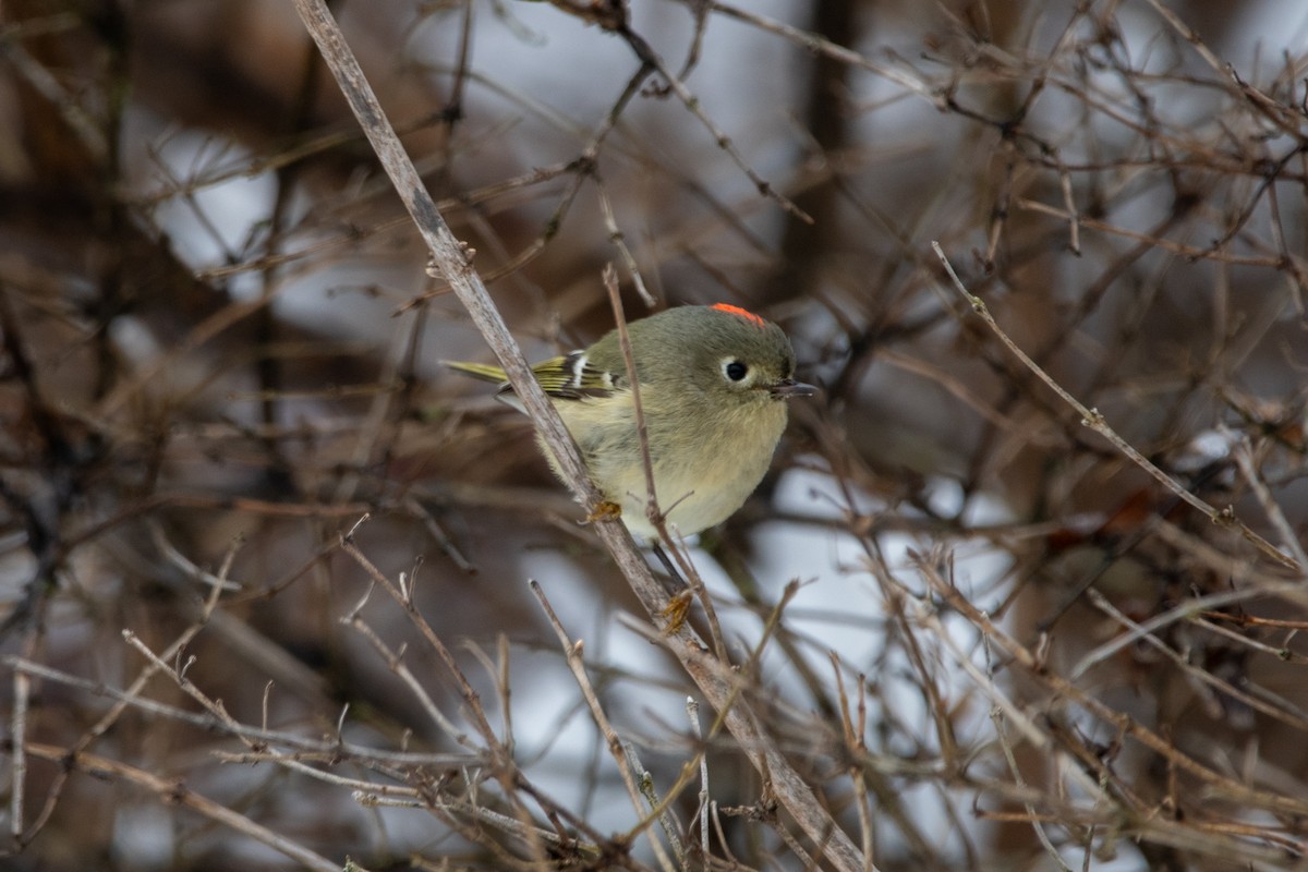 Ruby-crowned Kinglet - ML613226514