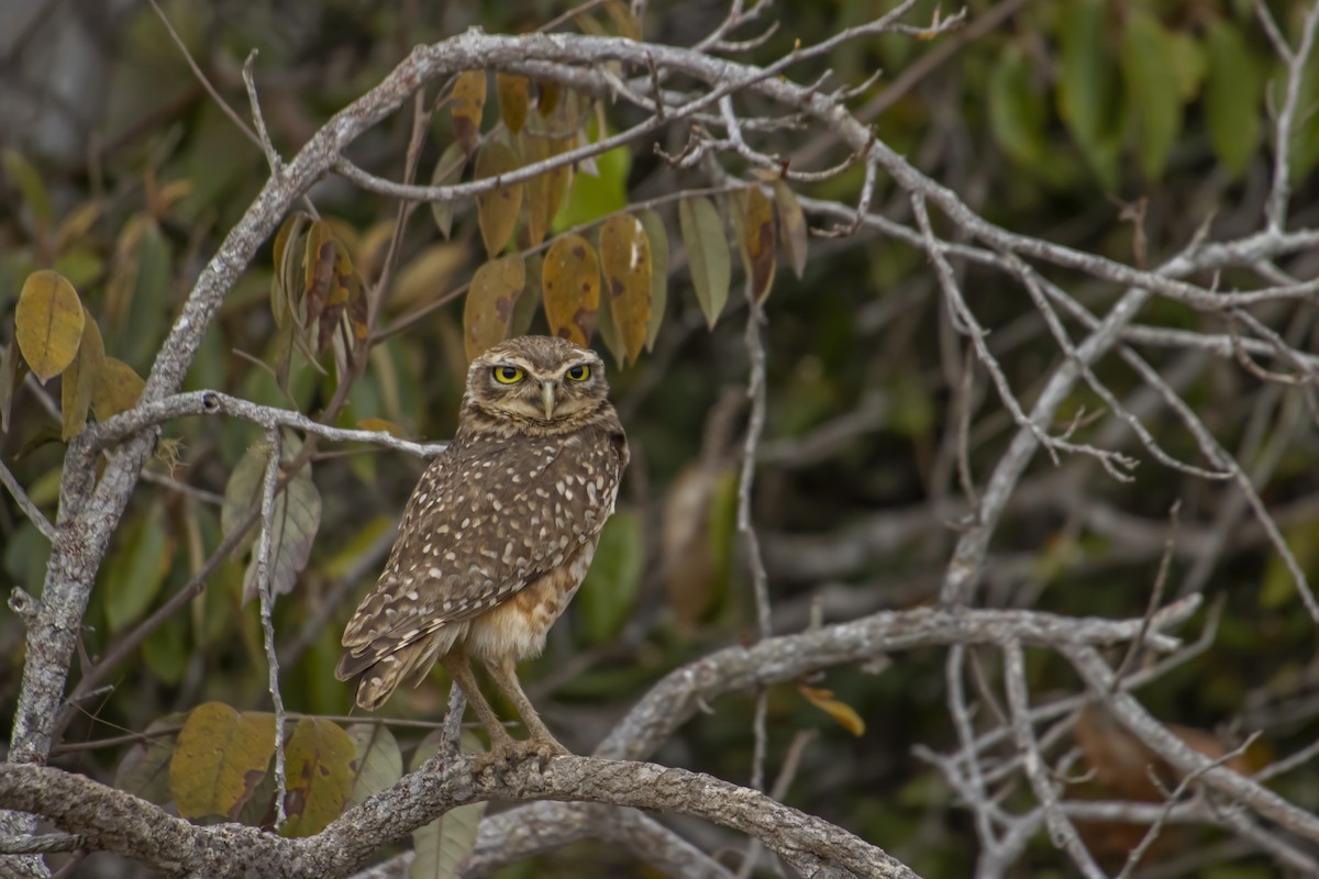 Burrowing Owl - Antonio Rodriguez-Sinovas