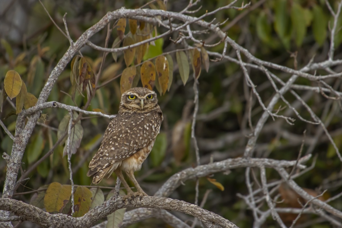 Burrowing Owl - ML613226624