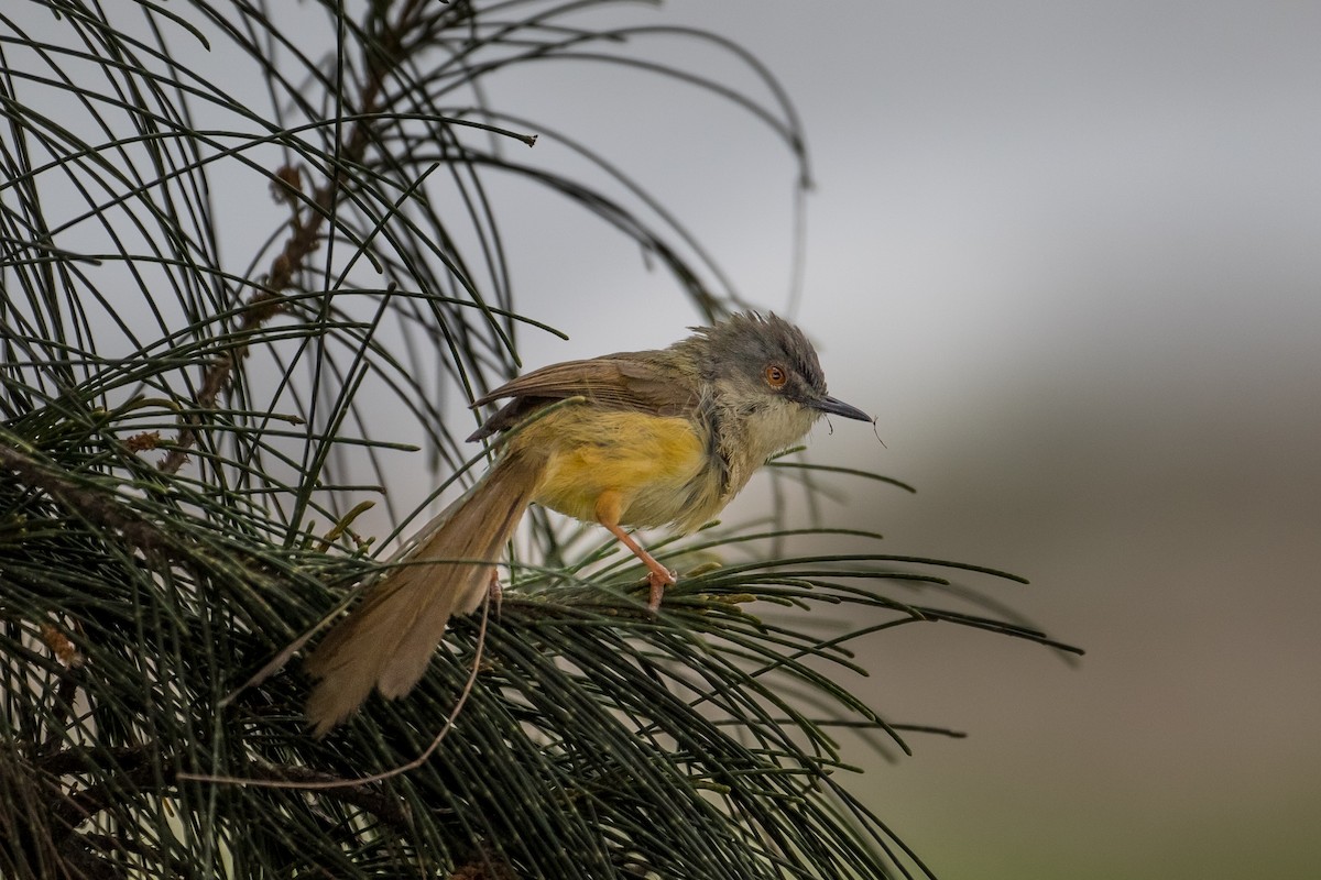 Prinia à ventre jaune (sonitans) - ML613226628