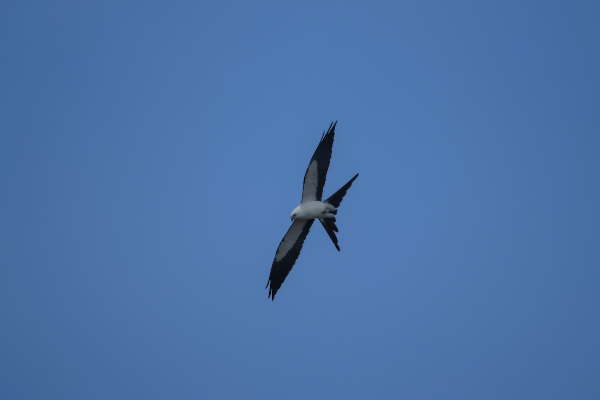Swallow-tailed Kite - Antonio Rodriguez-Sinovas