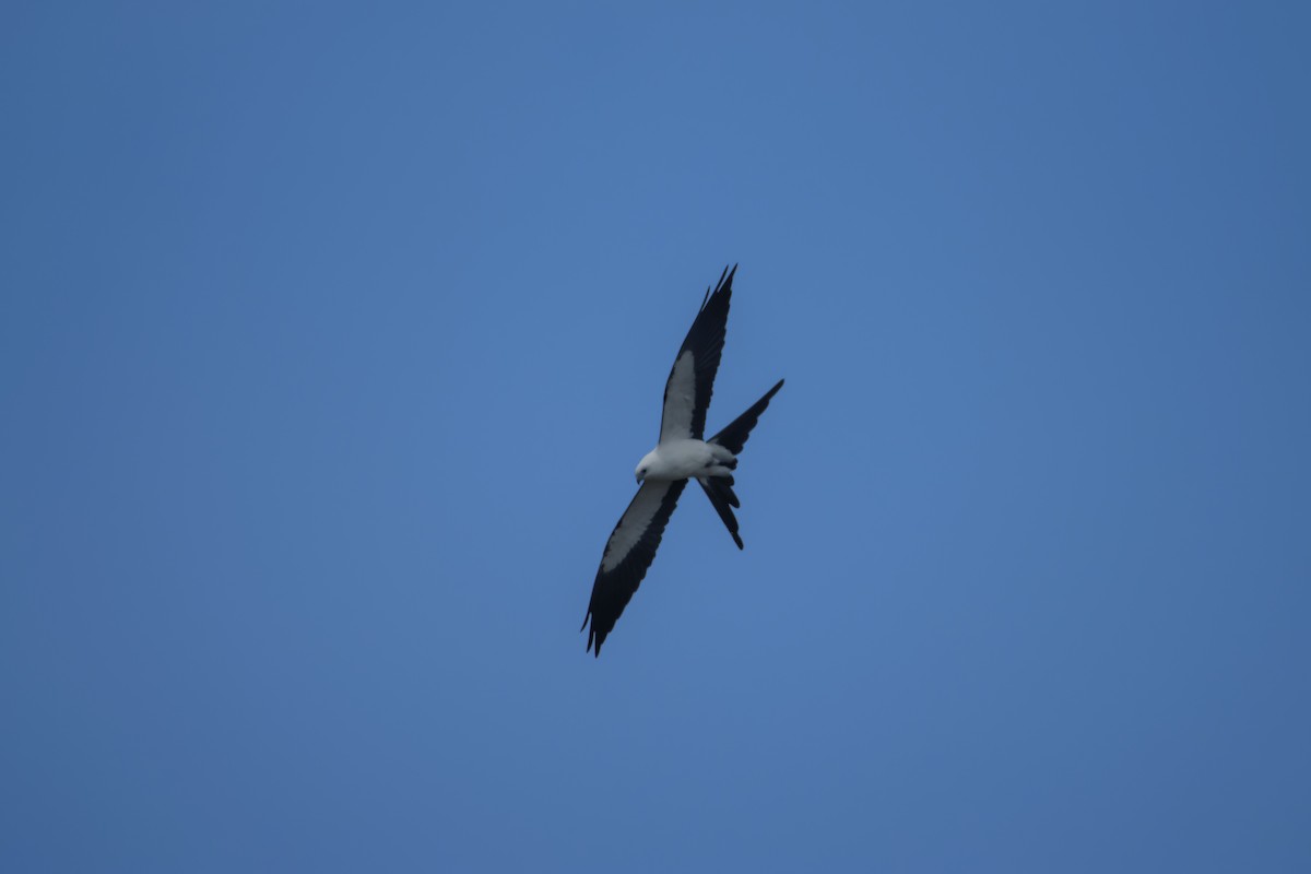 Swallow-tailed Kite - ML613226637