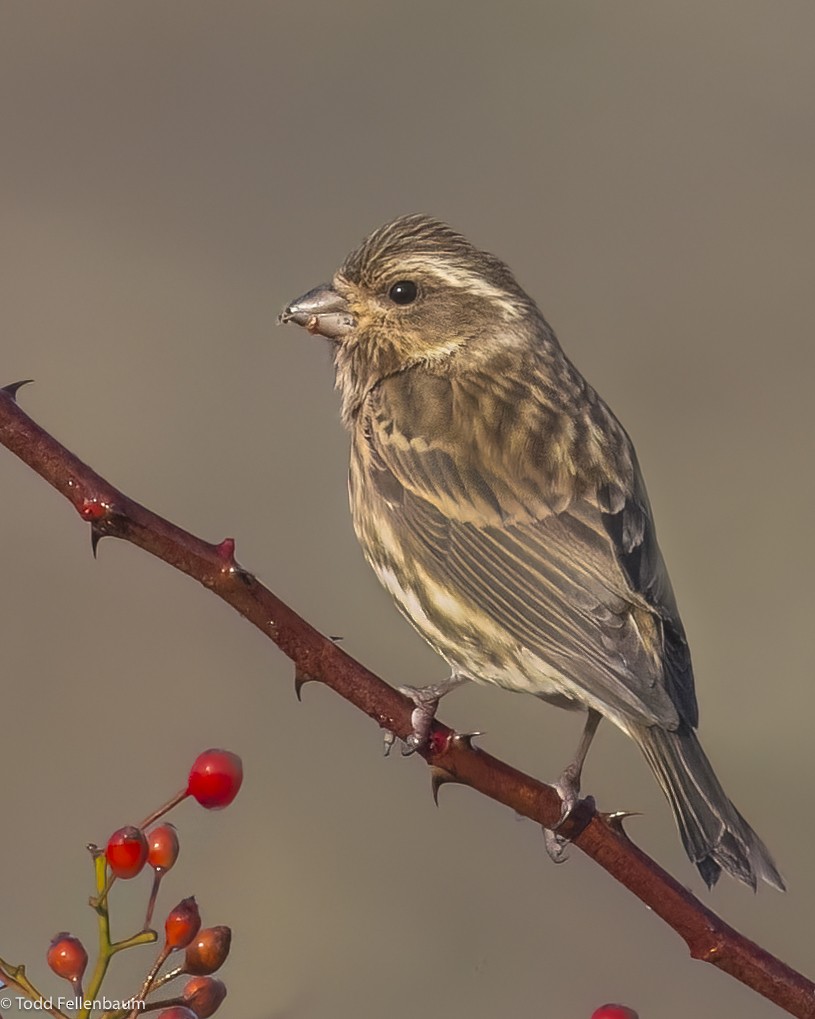 Purple Finch - ML613226728