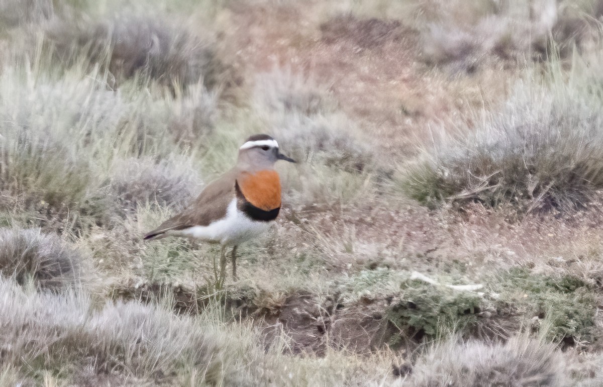 Rufous-chested Dotterel - ML613226757