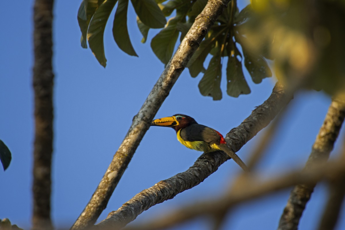 Lettered Aracari - Antonio Rodriguez-Sinovas