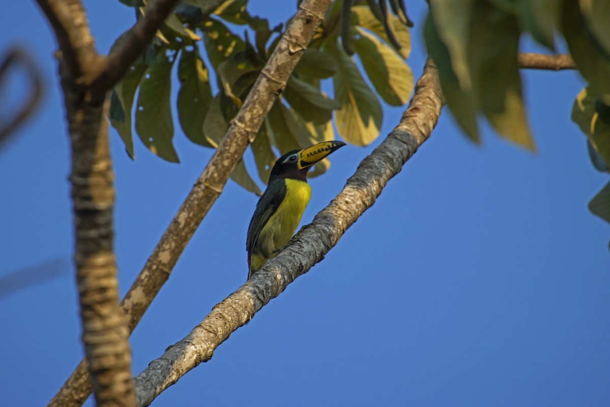 Lettered Aracari - Antonio Rodriguez-Sinovas
