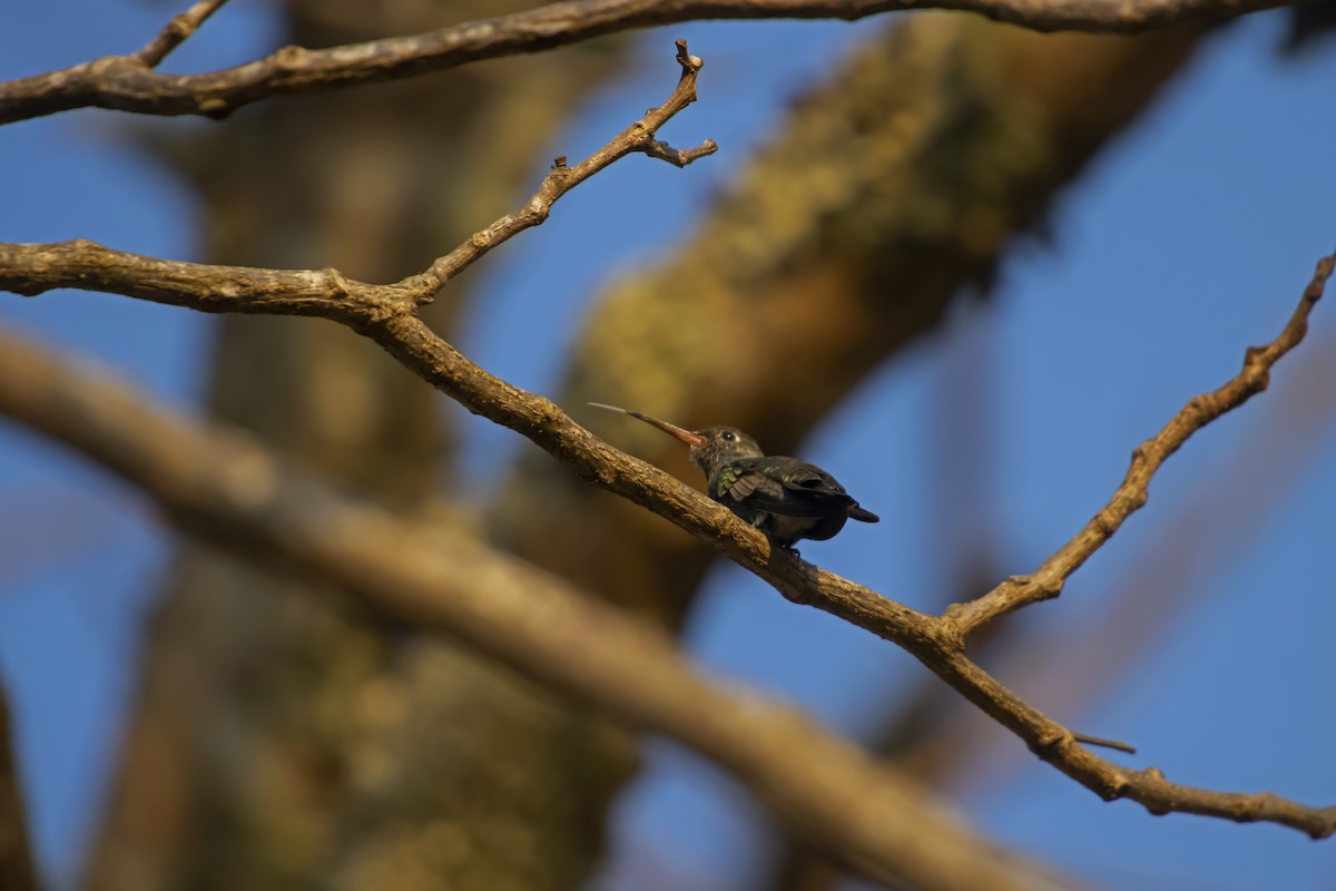 Glittering-throated Emerald - Antonio Rodriguez-Sinovas