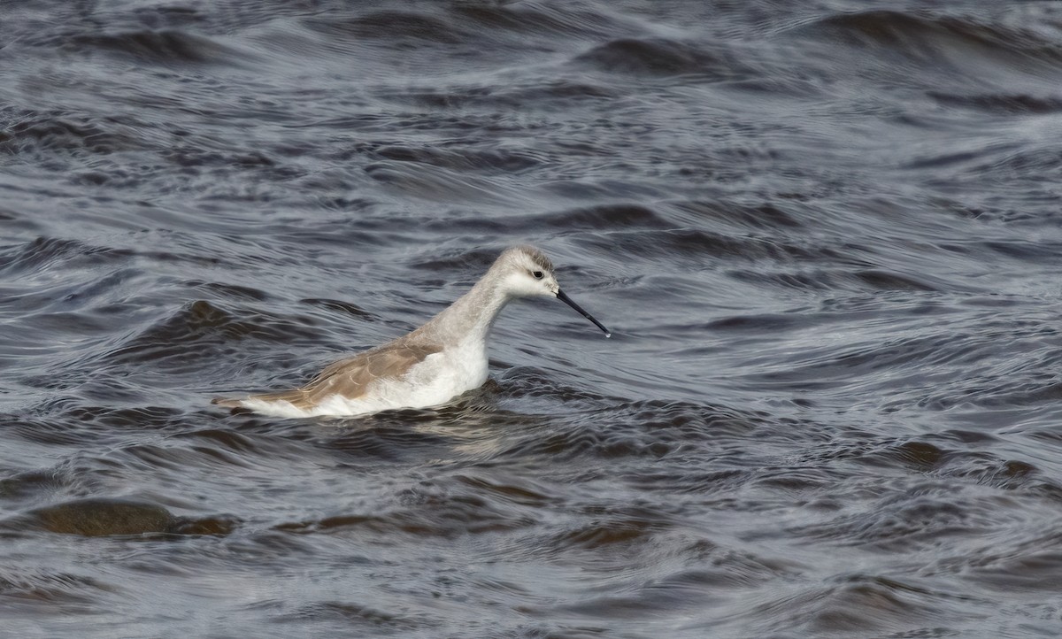 Wilson's Phalarope - ML613226812