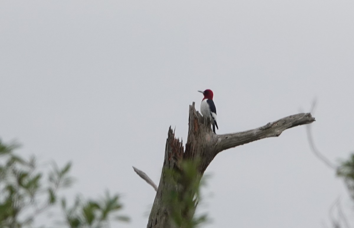 Red-headed Woodpecker - ML613226842