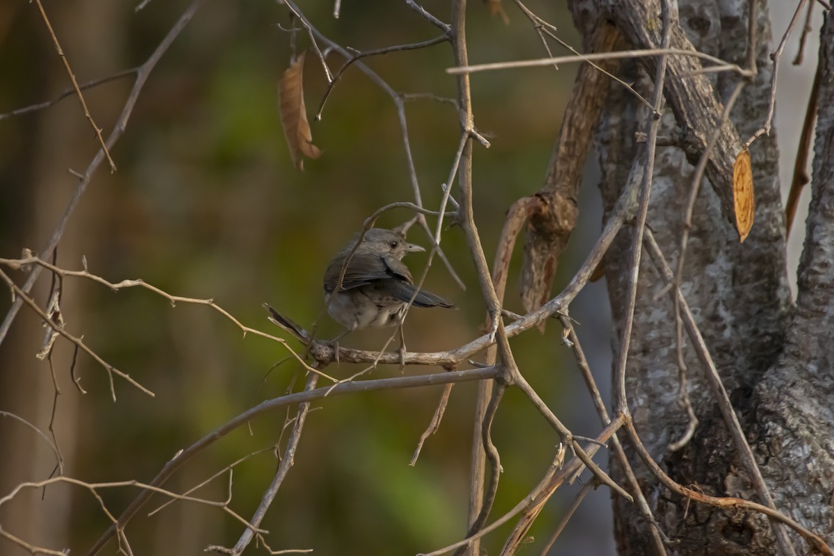 Pale-breasted Thrush - Antonio Rodriguez-Sinovas