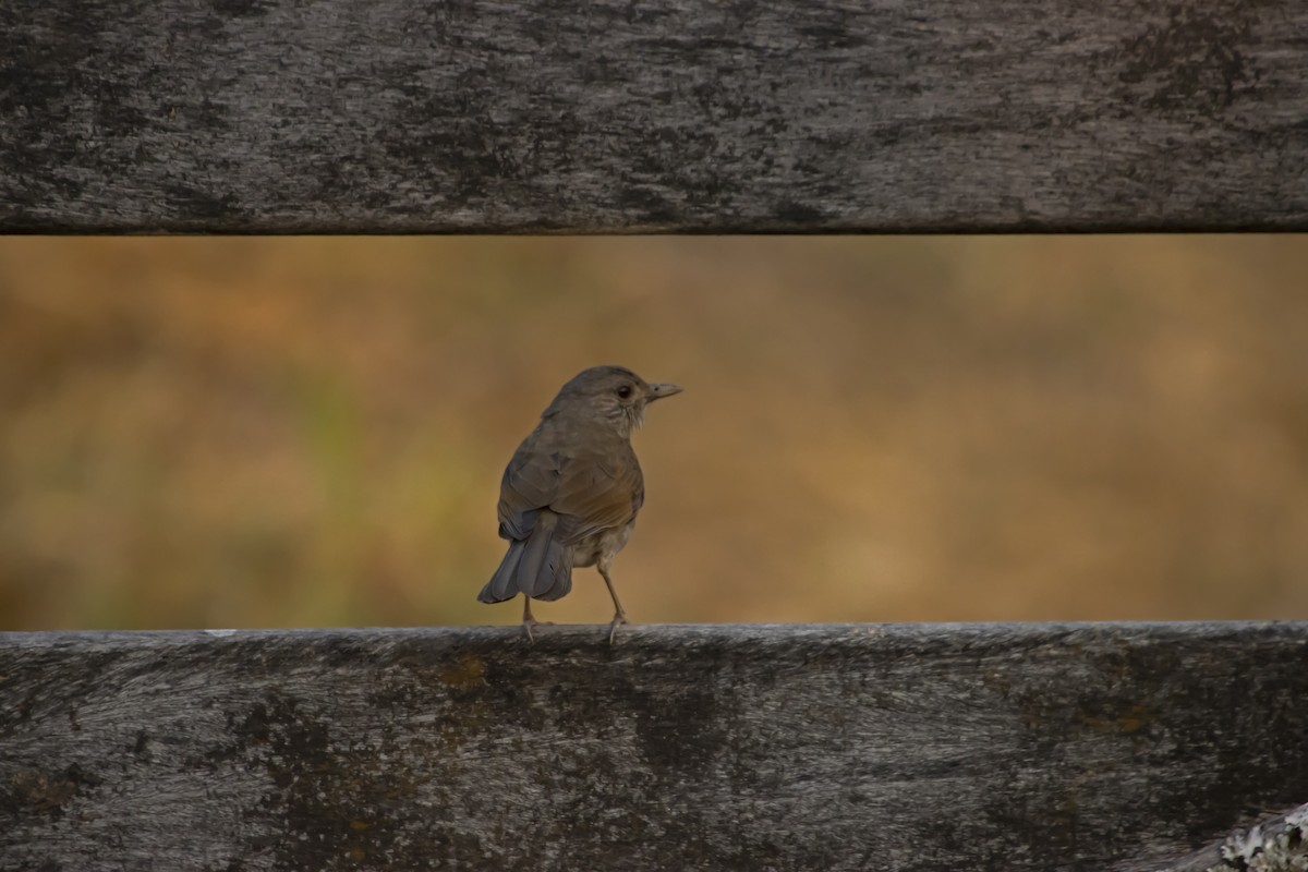 Pale-breasted Thrush - Antonio Rodriguez-Sinovas