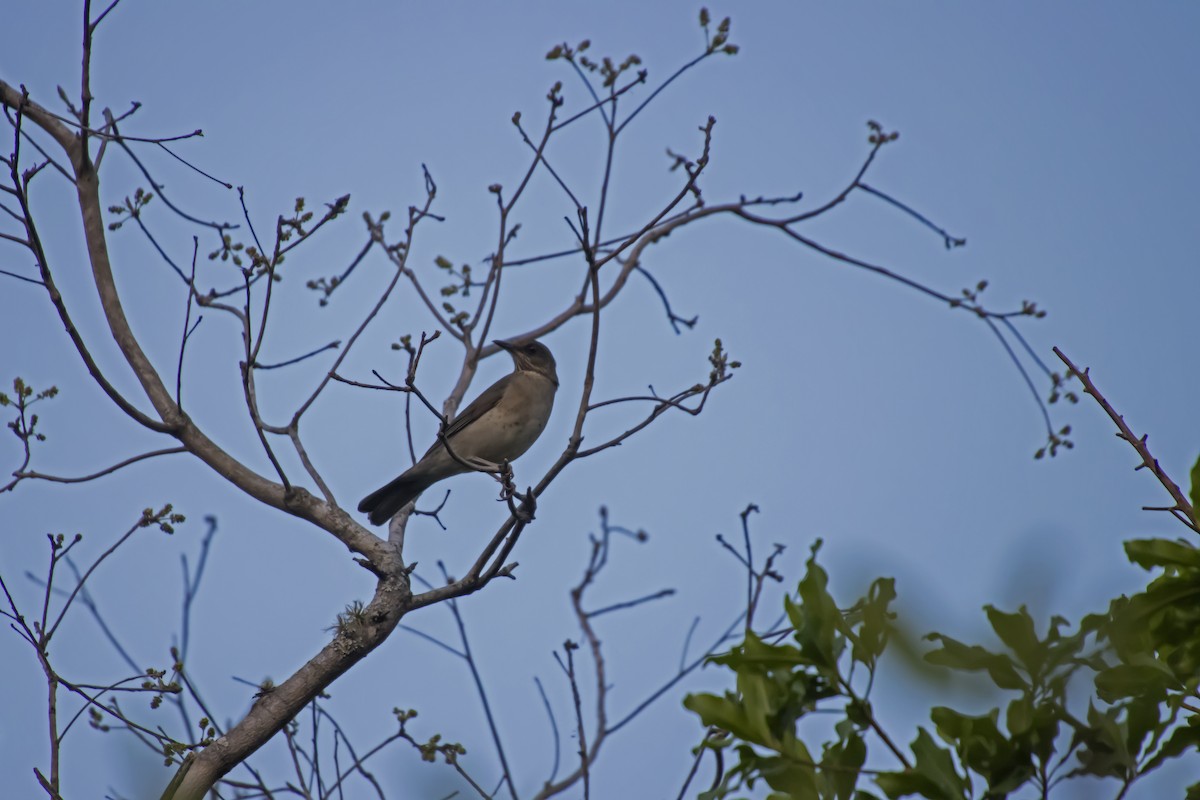 Creamy-bellied Thrush - Antonio Rodriguez-Sinovas