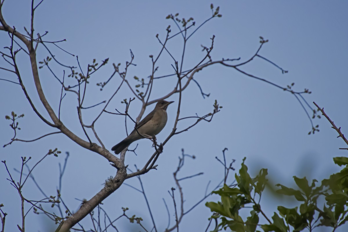 Creamy-bellied Thrush - Antonio Rodriguez-Sinovas