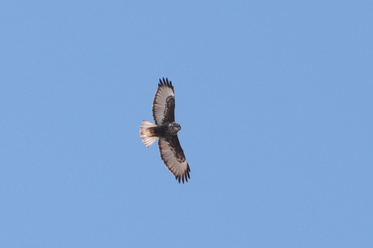 Red-tailed Hawk (Harlan's) - ML613226937