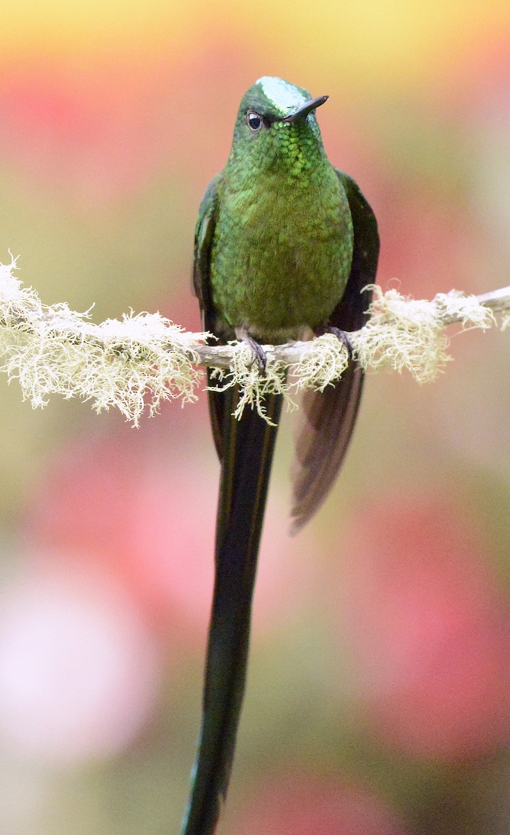 Long-tailed Sylph - ML613227063