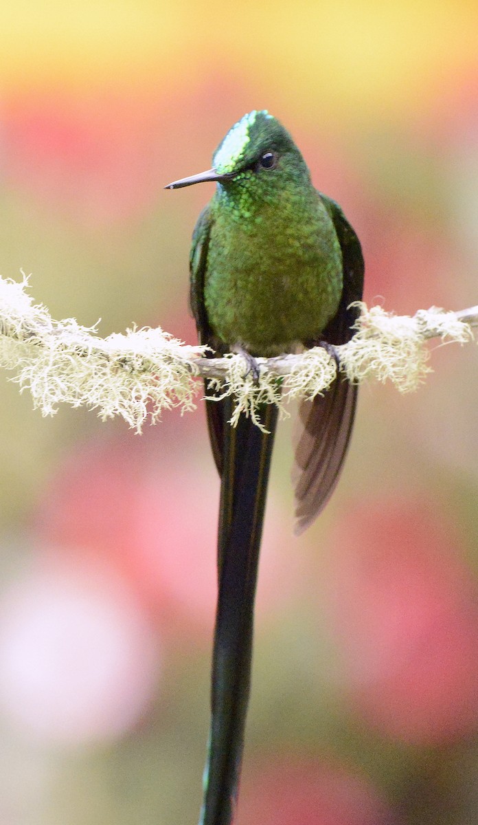 Long-tailed Sylph - ML613227064