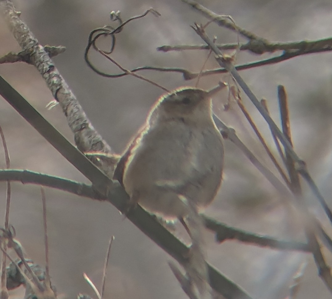 Marsh Wren (plesius Group) - ML613227091