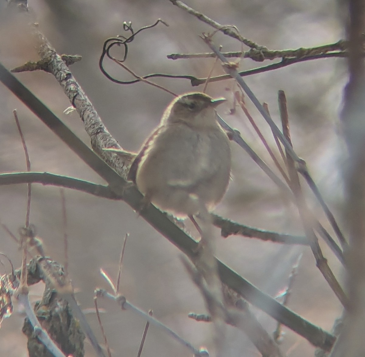 Marsh Wren (plesius Group) - ML613227092