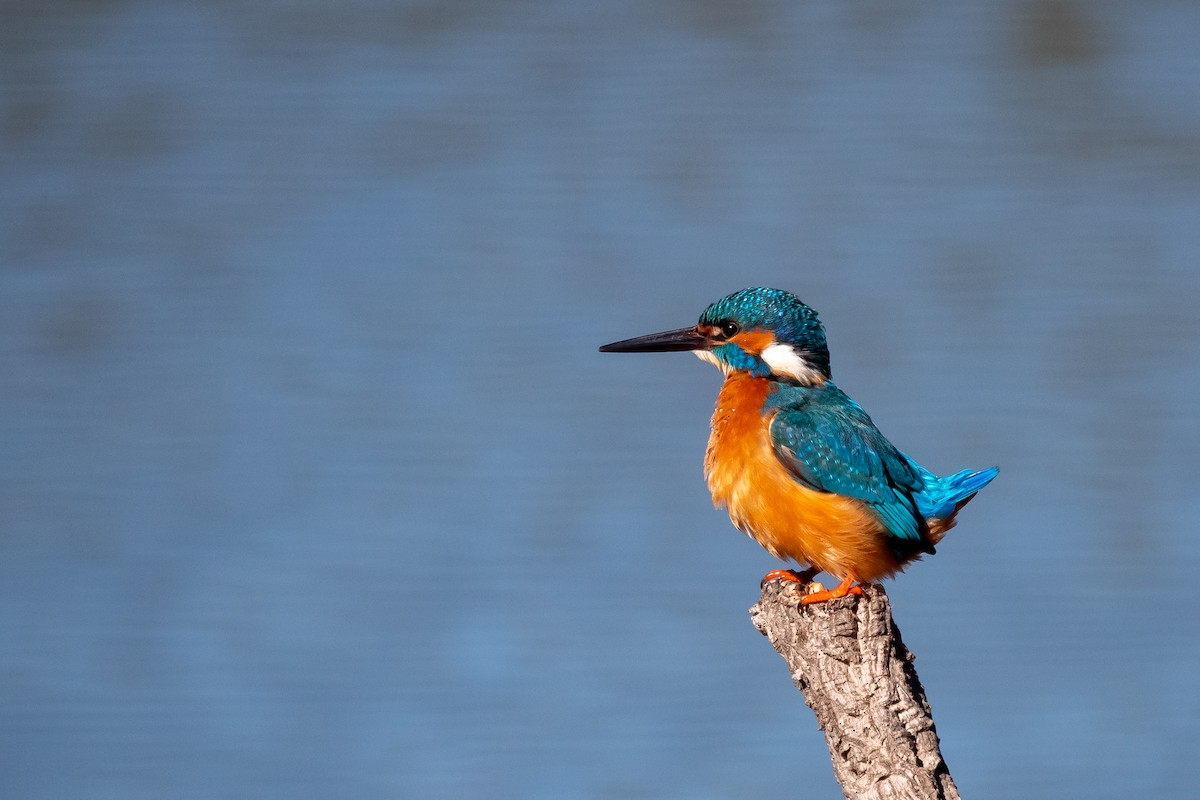 Common Kingfisher - Gonzalo Astete Sánchez