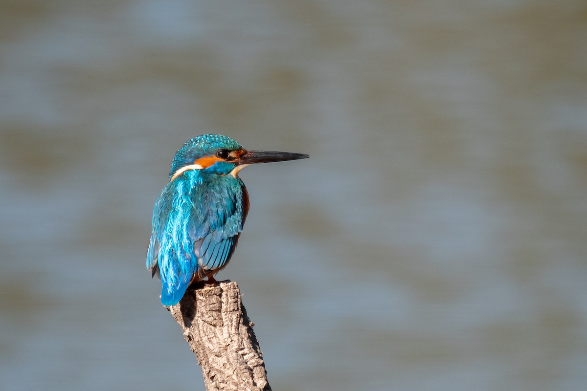 Martin-pêcheur d'Europe - ML613227123