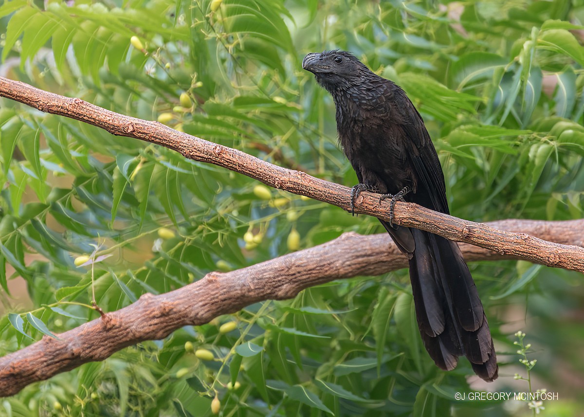 Groove-billed Ani - ML613227134