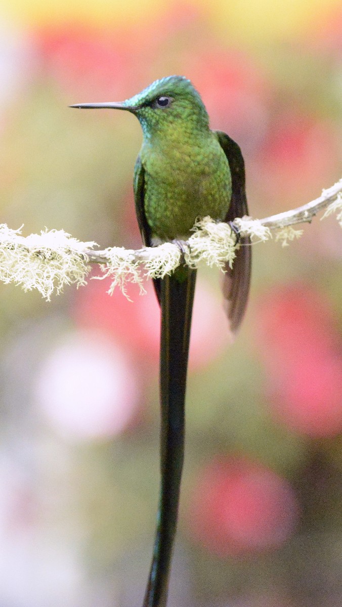 Long-tailed Sylph - ML613227138