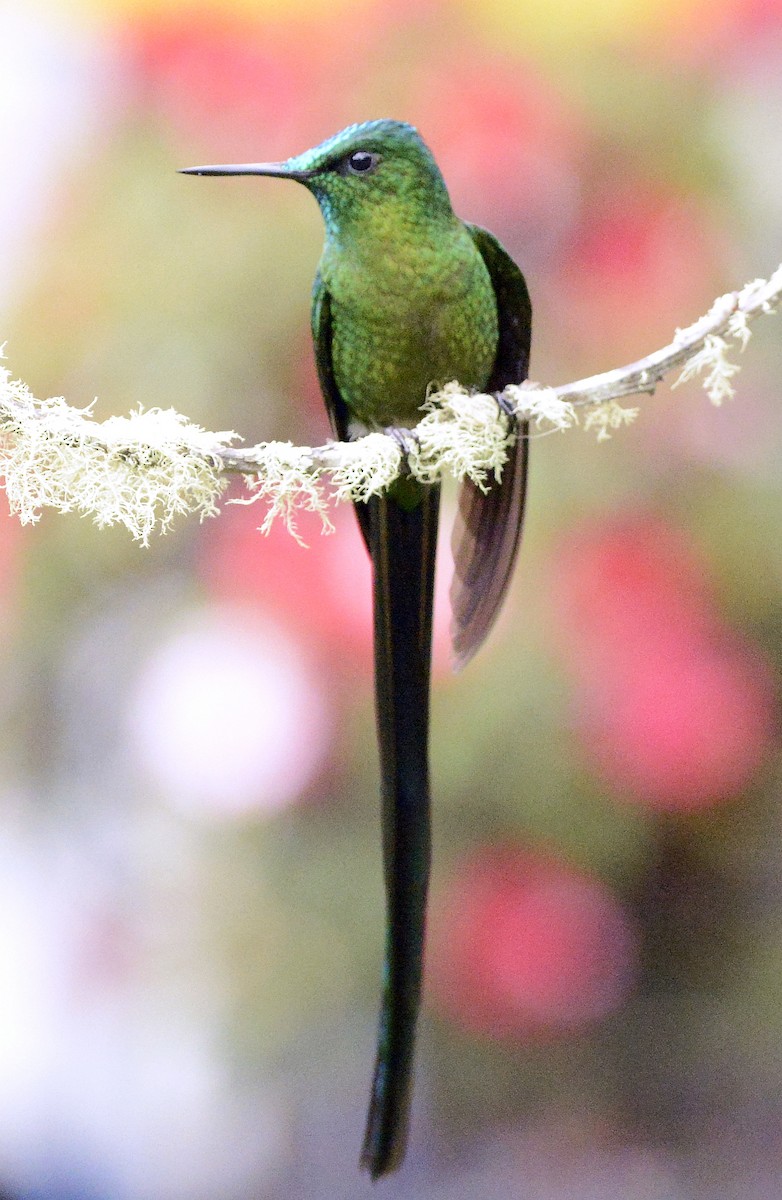 Long-tailed Sylph - ML613227145