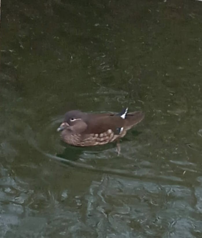 Mandarin Duck - ANSAR Ornitología