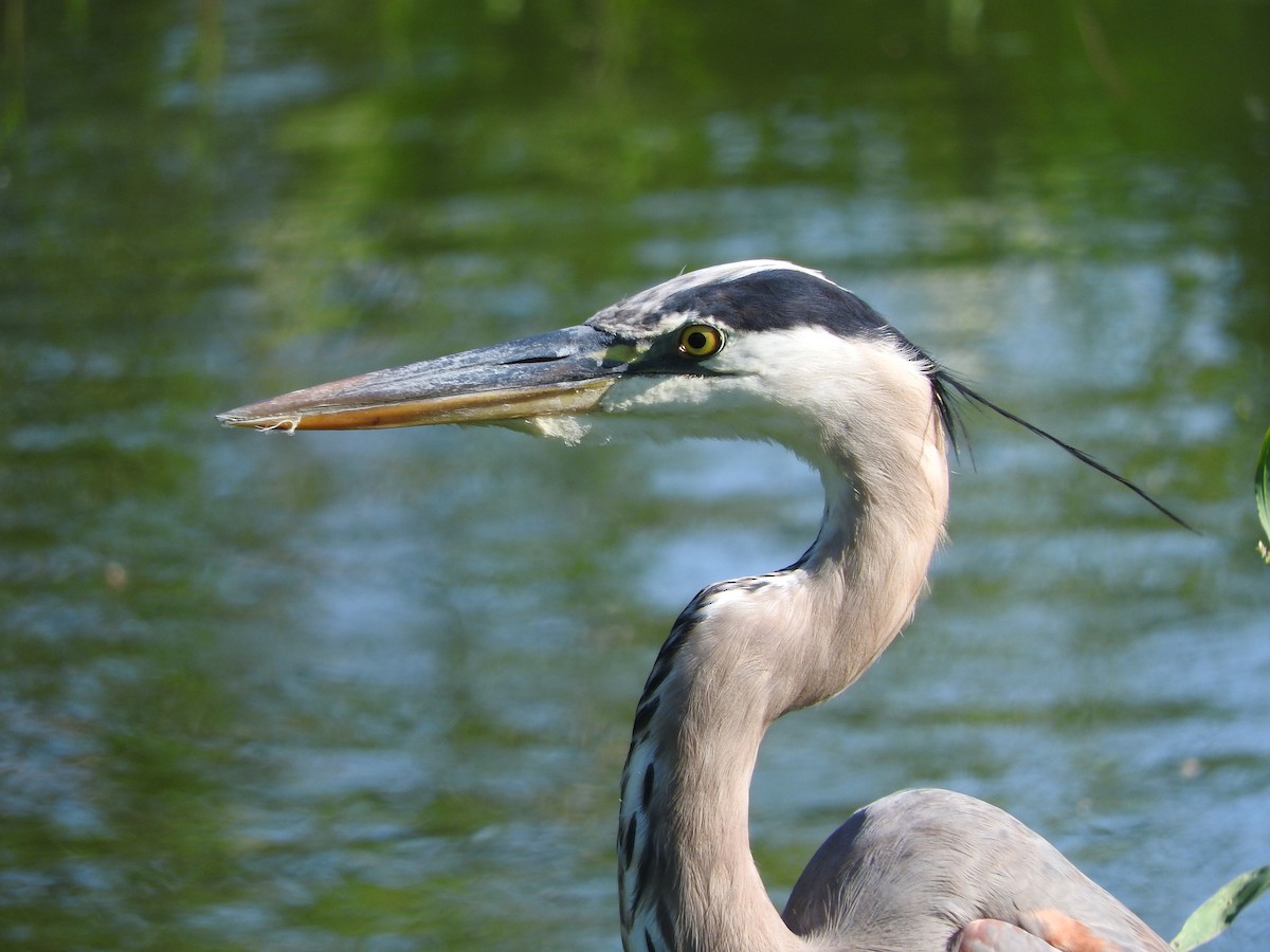 Great Blue Heron - ML613227176