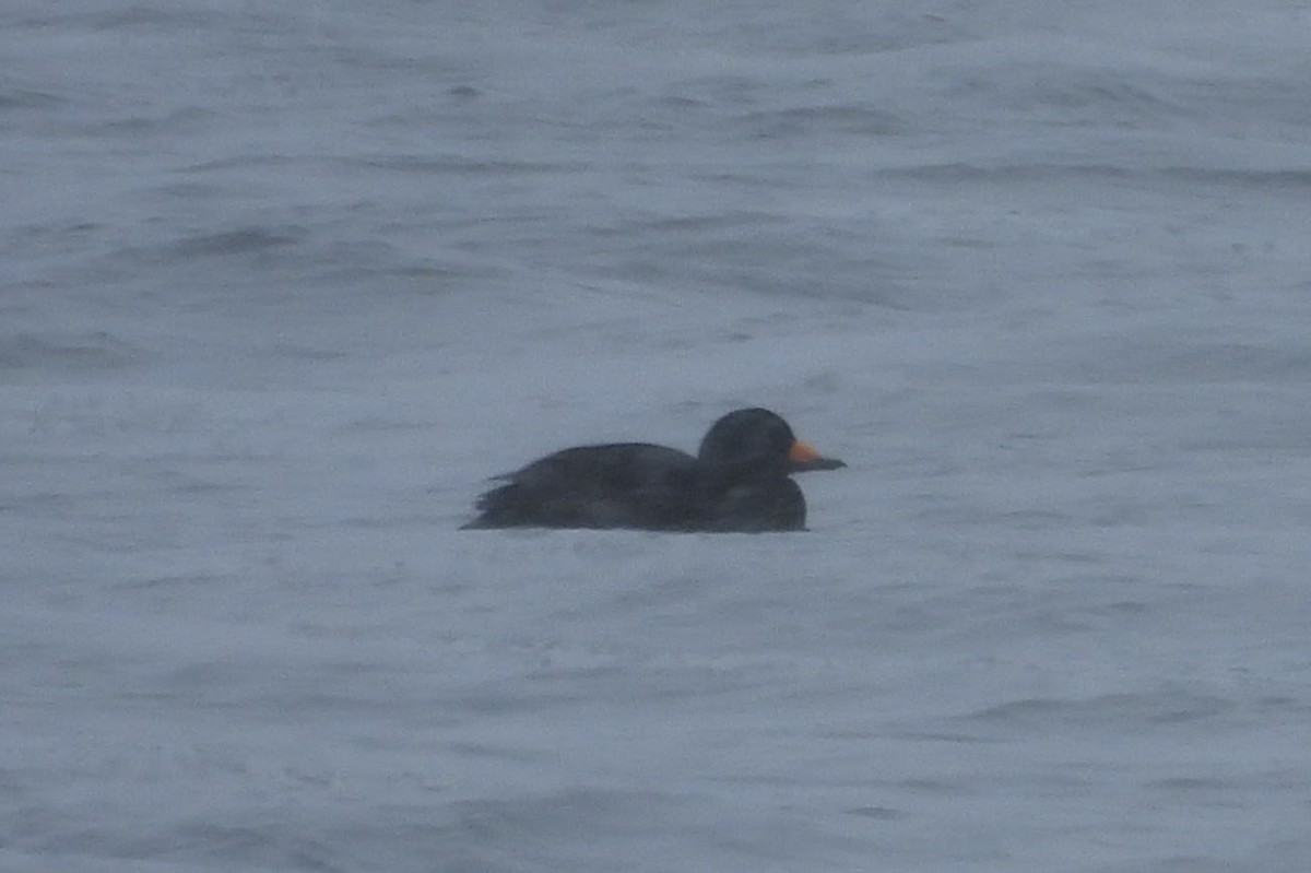 Black Scoter - ML613227187