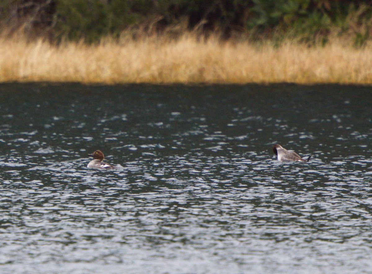 Common Goldeneye - ML613227283