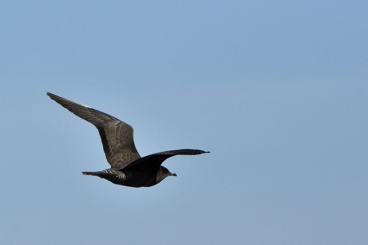 Long-tailed Jaeger - ML613227409