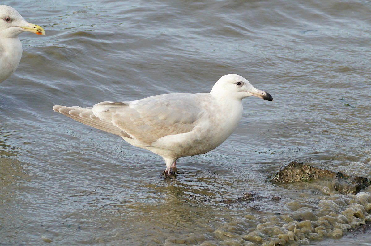 Glaucous-winged Gull - ML613227445
