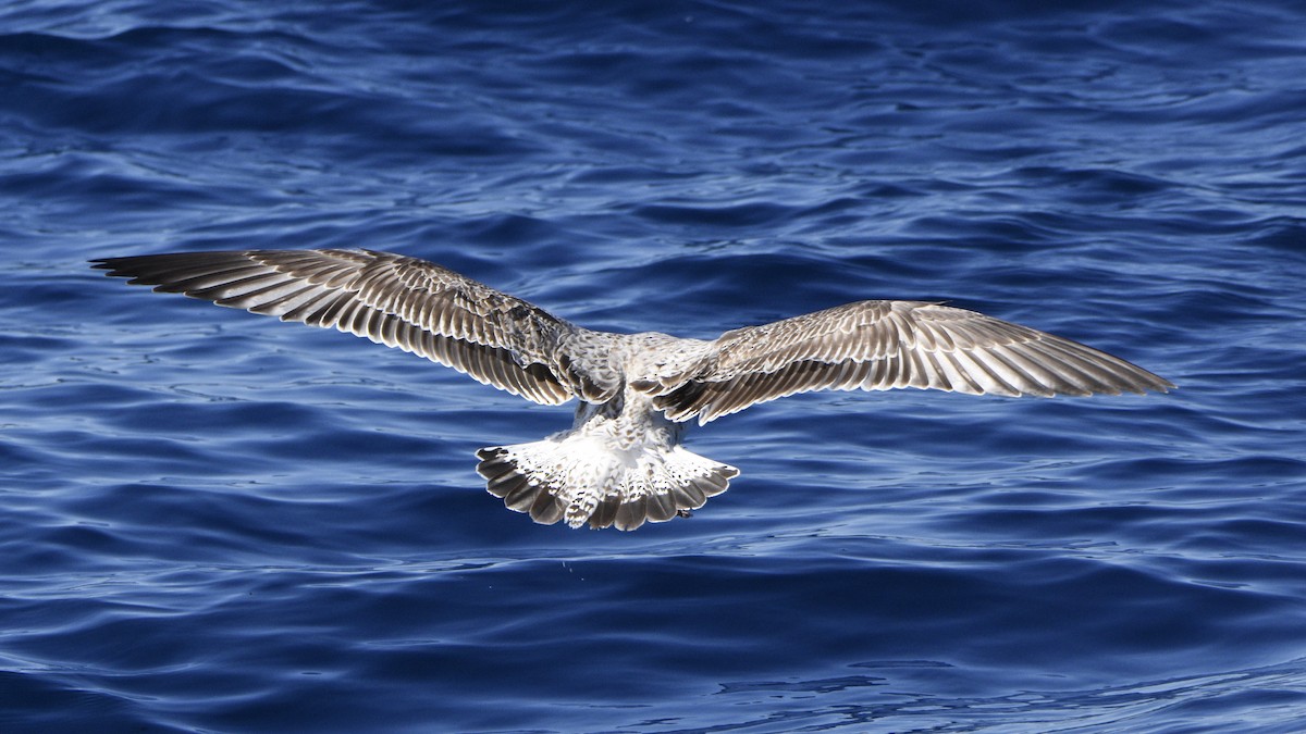 Caspian Gull - ML613227460