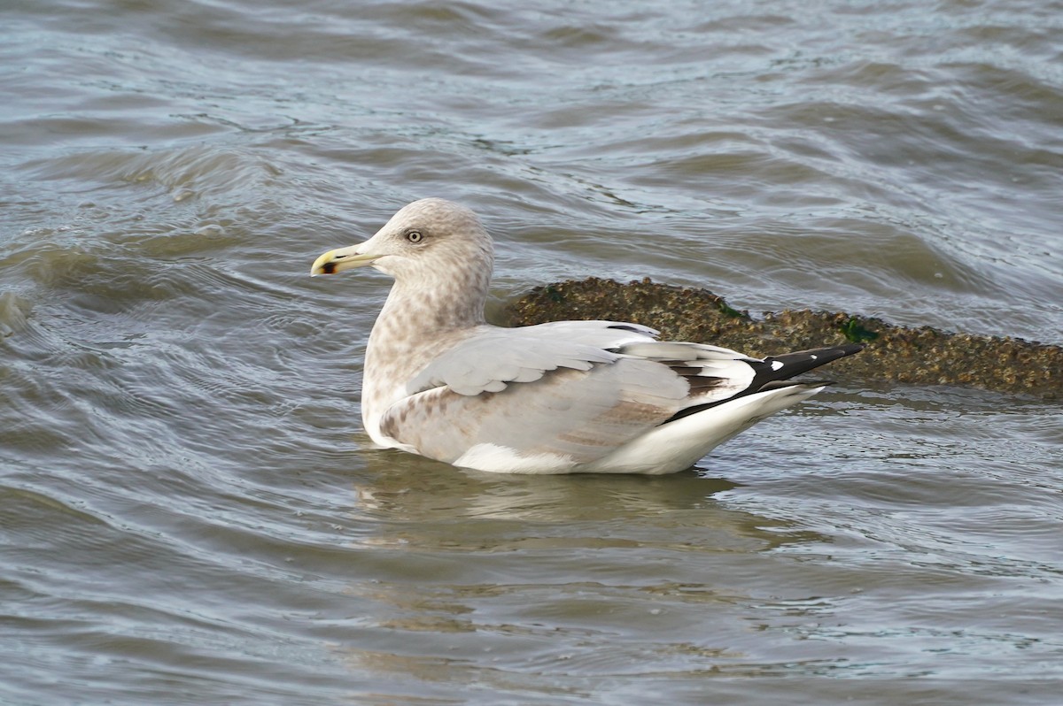 American Herring Gull - ML613227550