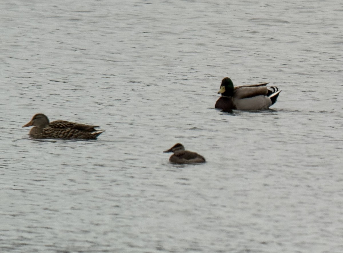 Ruddy Duck - Lauren diBiccari