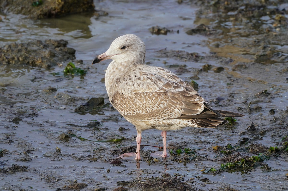 American Herring Gull - ML613227590