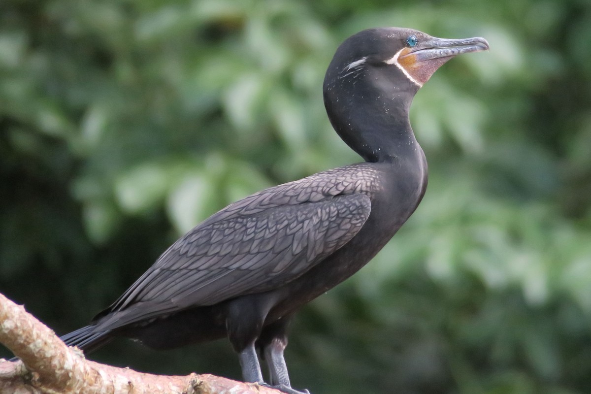 Neotropic Cormorant - Gail Johnson