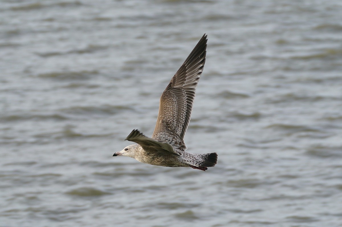 American Herring Gull - ML613227670