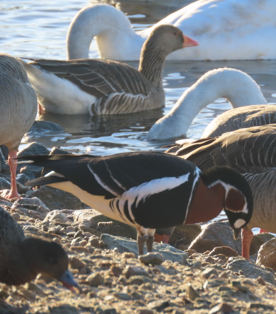 Red-breasted Goose - ML613227720