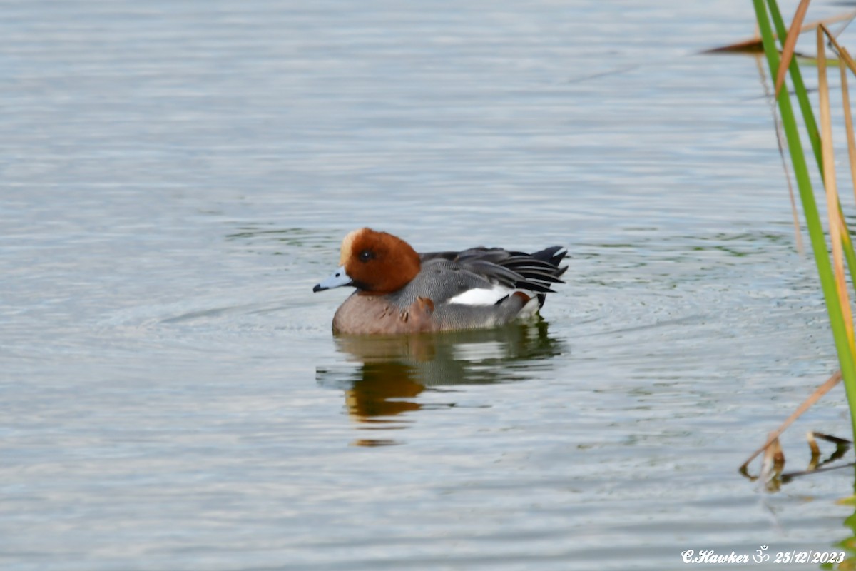 Eurasian Wigeon - ML613227725