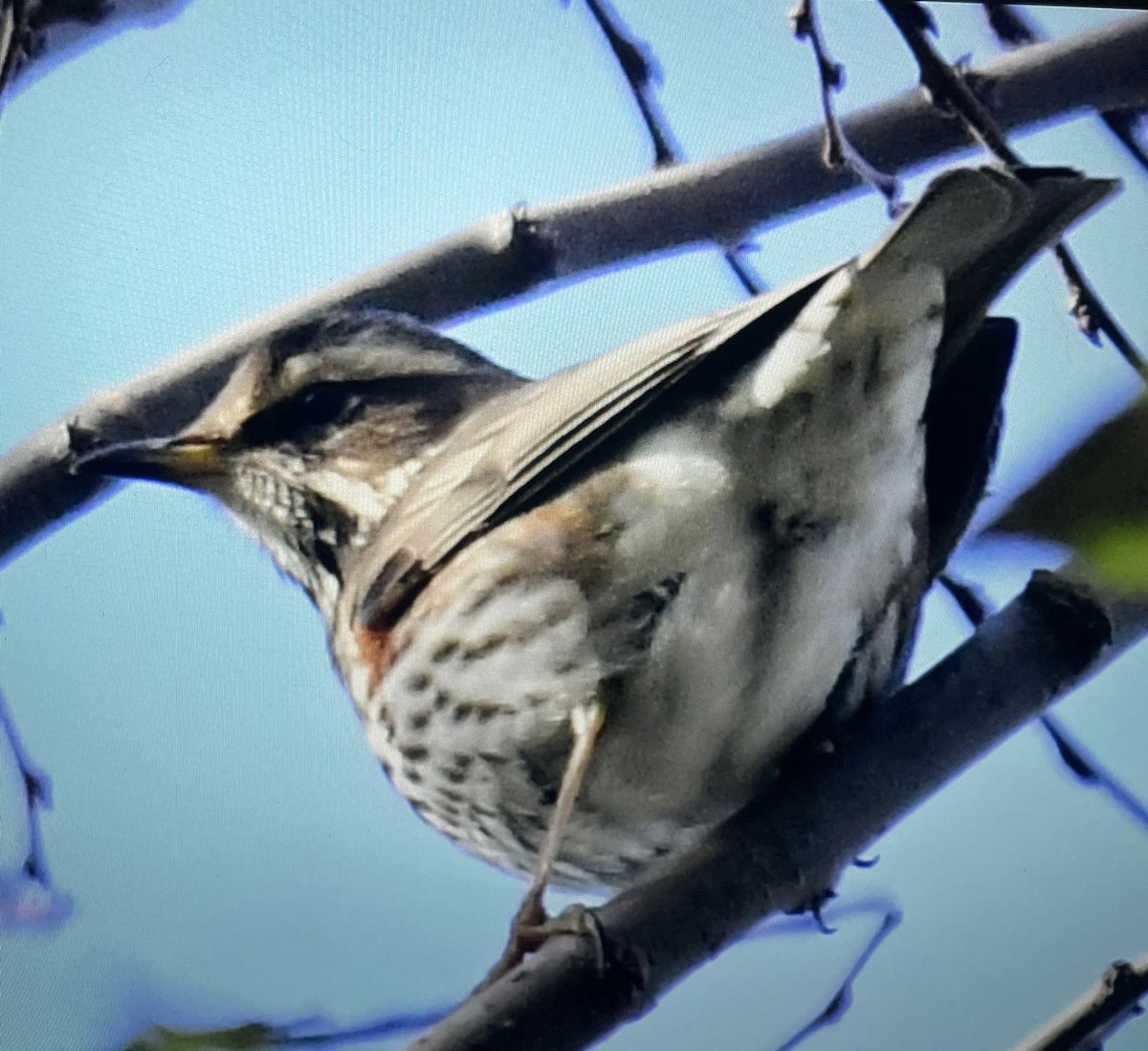 Redwing - ML613227726