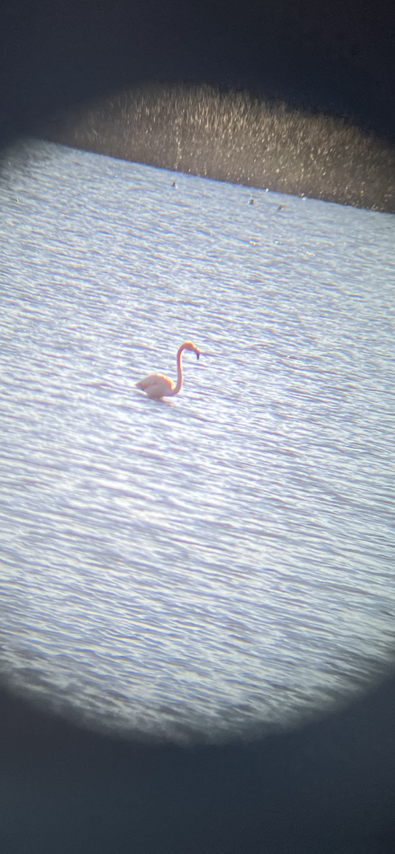 American Flamingo - ML613227727