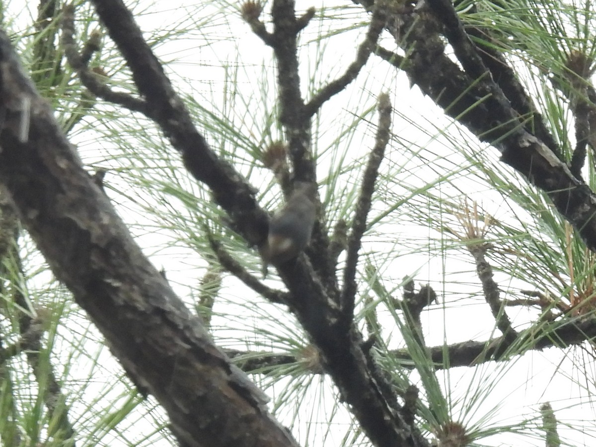 Brown-headed Nuthatch - Cindy Leffelman