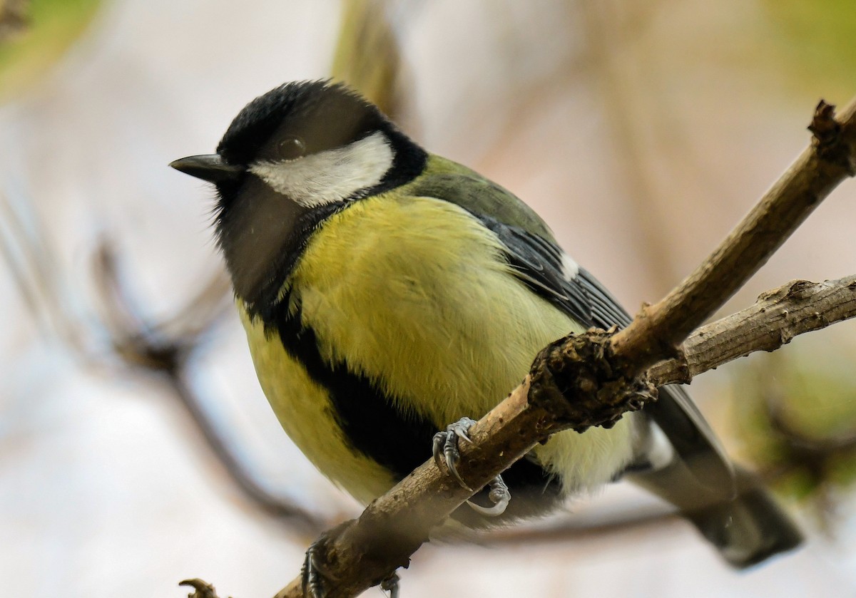 Great Tit - Norhafiani  A Majid