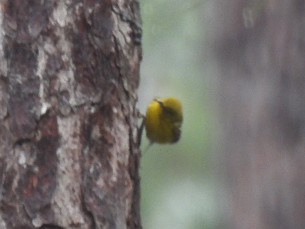 Pine Warbler - ML613227758