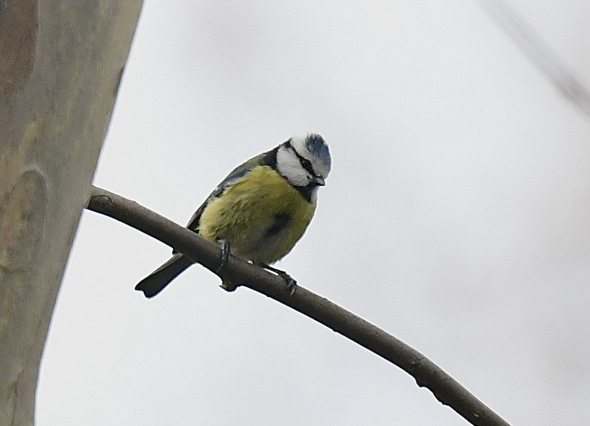 Eurasian Blue Tit - ML613227762