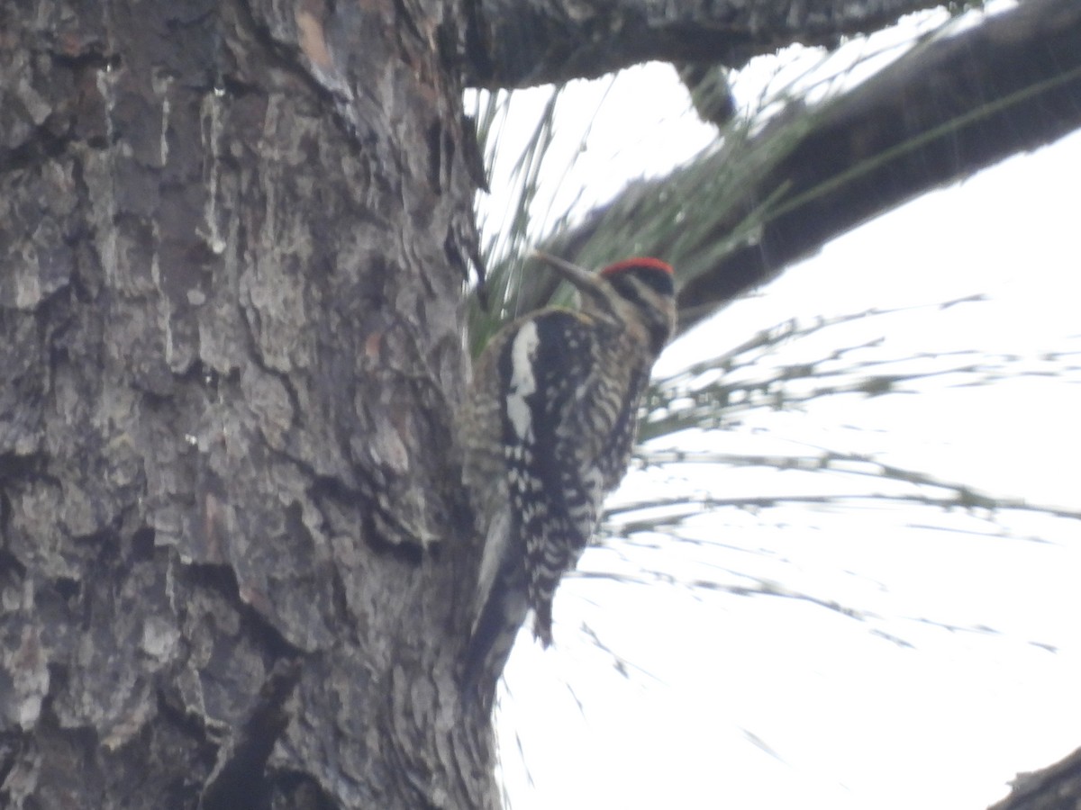 Yellow-bellied Sapsucker - ML613227765